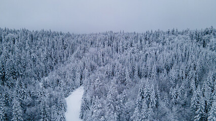 winter trail through the snowy boreal forest on a freezing winter day