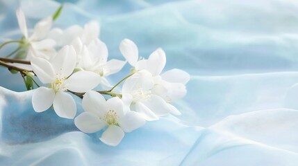 Close up of white blossoms gently resting branch soft pastel blue background delicate elegant floral arrangement soft lighting creating calm tranquil atmosphere cut out isolated transparent background