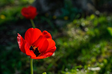 Obraz premium Fully open red tulip with the sunlight setting on the flower.