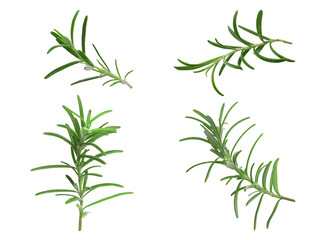 Fresh aromatic rosemary isolated on white, collage