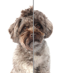 Cute Maltipoo dog before and after hair care on white background, collage. Pet grooming