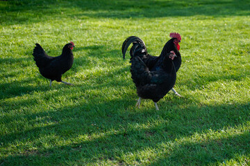 Black Australorp chickens free ranging. Two hens with a rooster. Free range chickens.
