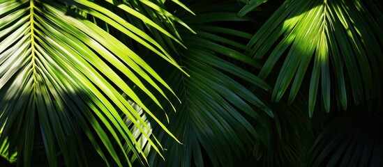 Sunlight on palm fronds, tropical foliage, nature background, website design