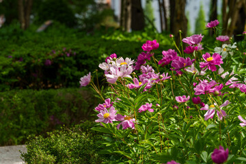 Garden landscape with colorful peony (Paeonia) flowers in full bloom in spring in May