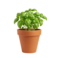 Obraz premium Basil plants in clay pot, cut out