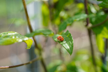 Close up of a ladybug crawling on a leaf of a vining plant.