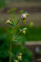 Columbine flowers at the beginning of the blooming season. Floral buds.