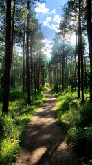 Fototapeta premium Sunny Forest Path Sunlight