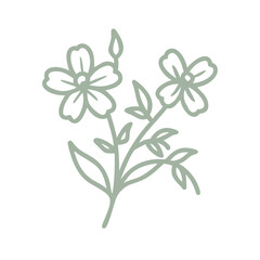 Boronia Ledifolia Line Art Illustration