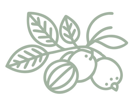 sage green fruit branch line art clip art preview
