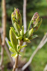 lilac branch at the beginning of flowering in spring