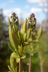 lilac branch at the beginning of flowering closeup