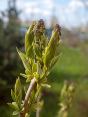 lilac branch at the beginning of flowering