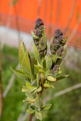 lilac branch in spring closeup