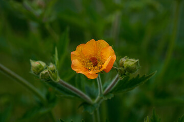 Blooming totally tangerine geum plant. Outdoor flower garden.