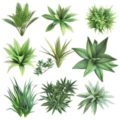 Collection of various greenery plants. Top view perspective showing different types of succulents and foliage