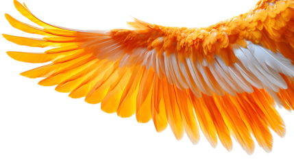 Stunning Orange and Yellow Bird Wings Displaying Vibrant Feathers Against a Clear Background