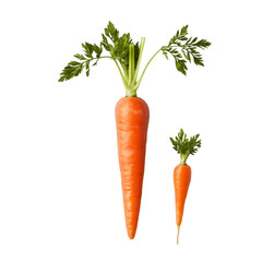 Carrot Slices Fresh Vegetable Healthy Food PNG cutout isolated on white and transparent background. carrot slices, fresh carrot, carrot PNG, healthy food, vegetable PNG, carrot cutout	