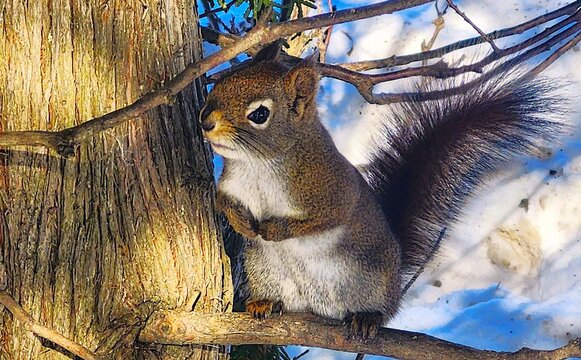 squirrel in the park