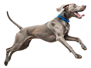 Weimaraner dog in mid air jump with blue collar and tongue out against a black background studio shot