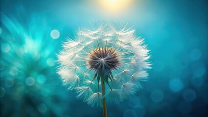 Obraz premium Delicate dandelion goatbeard on turquoise blue background with soft sunlight, showing delicate feathery texture, turquoise