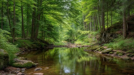 Serene Forest Stream Surrounded by Lush Green Trees and Reflections in Calm Water Off a Trails in Nature Preserve