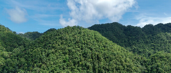 Tropical Mountain Forests of Northern Mindanao,Philippines