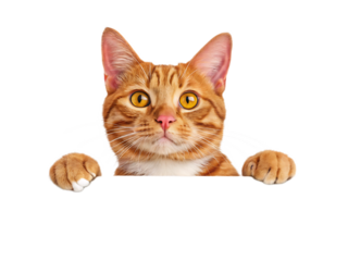 A ginger tabby cat peering over an edge with paws visible against a  isolated on transparent background, Generative ai.