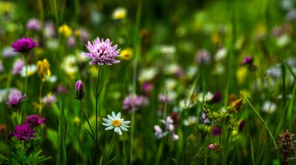 Fototapeta premium Vibrant Meadow Filled with Colorful Wildflowers Under Bright Sunlight in a Lush Green Landscape