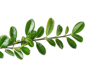Fototapeta premium A Close-up Of A Green Twig With Glossy Leaves Isolated On A Transparent Background