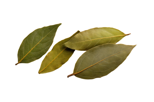 Bay leaves neat column border overhead, isolated on transparent background