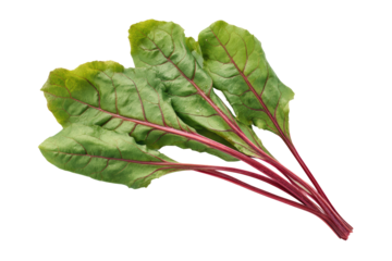 Beet greens line lower border overhead flat-lay isolated on transparent background