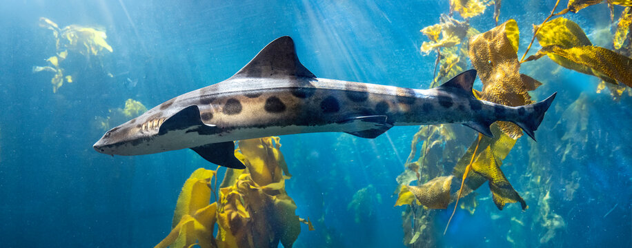 Leopard Shark swimming in the ocean through a kelp forest