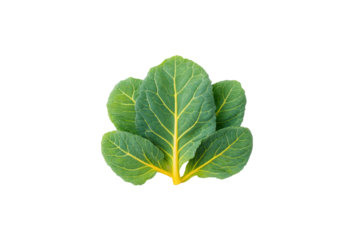 Collard Greens stems aligned parallel creating picket-fence effect along lower border of overhead flatlay, sturdy ribs and matte surfaces illuminated softly, isolated on transparent background