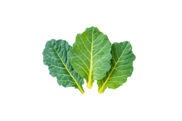 Collard Greens mixed shredded and torn pieces sprinkled randomly over pristine studio flatlay captured overhead, varied textures and tones producing lively pattern, isolated on transparent background