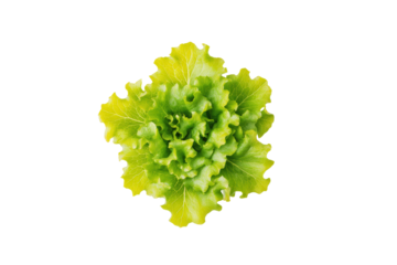 Curly lettuce frilly leaves aligned parallel along lower border of overhead flatlay, leaving ample copy space above, vivid hues and soft shadows visible, isolated on transparent background