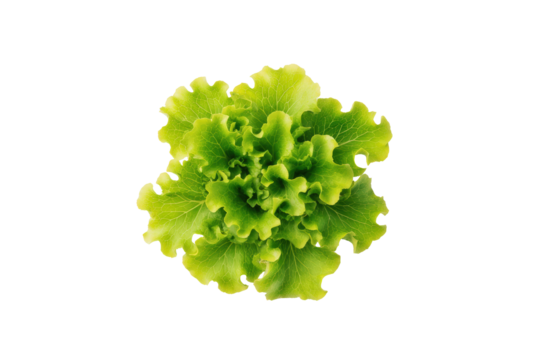 Curly lettuce mixed ribbons and chunks sprinkled like confetti over studio flatlay, subtle depth created by overlapping pieces under soft light, isolated on transparent background