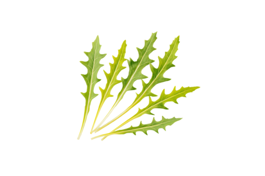 Dandelion leaf single whole blade posed diagonally on bright overhead flatlay, deep lobes, prominent midrib and vibrant hue illuminated softly, isolated on transparent background