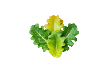 Escarole compact heart silhouette built from layered leaves flatlay isolated on transparent background
