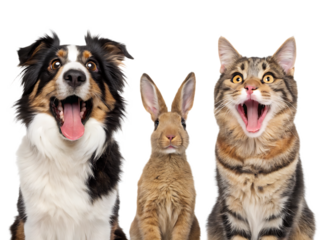 A dog cat and rabbit posing together with their mouths open against a  isolated on transparent background, Generative ai.