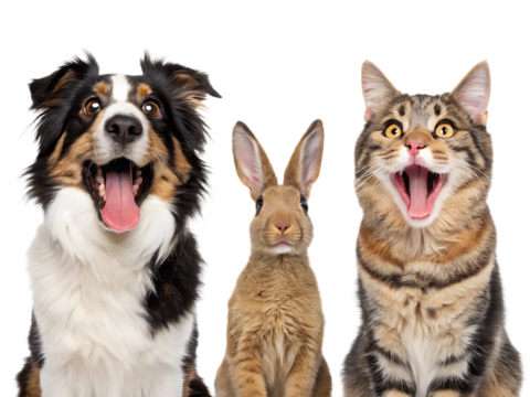A dog cat and rabbit posing together with their mouths open against a  isolated on transparent background, Generative ai.