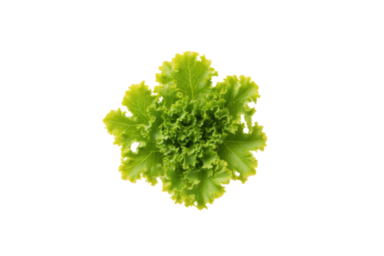 Frisée lettuce parallel ruffled blades lower edge flatlay isolated on transparent background