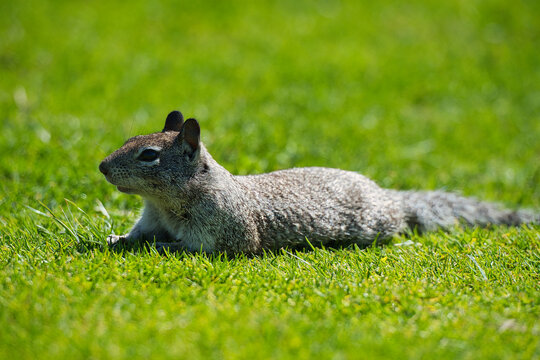 A California ground squirrel lays flat on bright green grass in the sunlight, appearing relaxed and alert in a natural park setting.