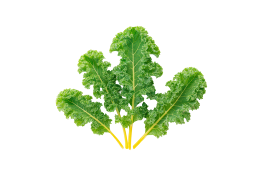 Kale loose leaves arranged diagonal ribbon pattern flatlay isolated on transparent background