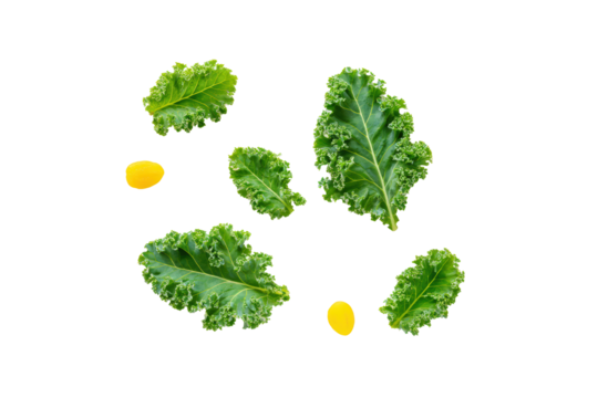 Kale shredded thin strips aligned diagonal streak flatlay isolated on transparent background