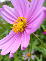 Fototapeta premium closeup Cosmos flower with green garden background. Purple cosmos flower with yellow pollens