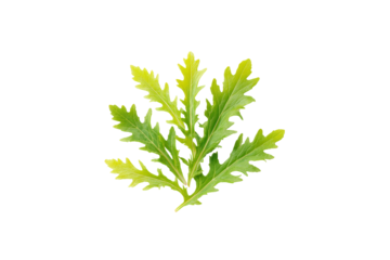 Mizuna leaves scattered diagonal ribbon pattern isolated on transparent background