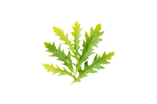 Mizuna leaves scattered diagonal ribbon pattern isolated on transparent background