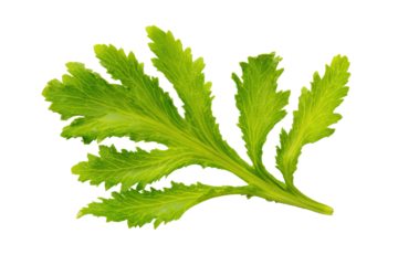 Mizuna delicate leaves scattered diagonal ribbon isolated on transparent background