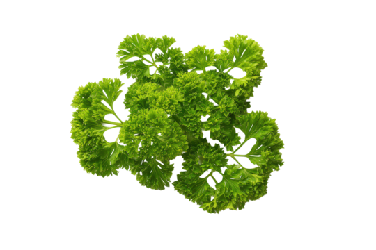 Fresh parsley bunch isolated flat lay herb stock image on transparent background vivid lighting